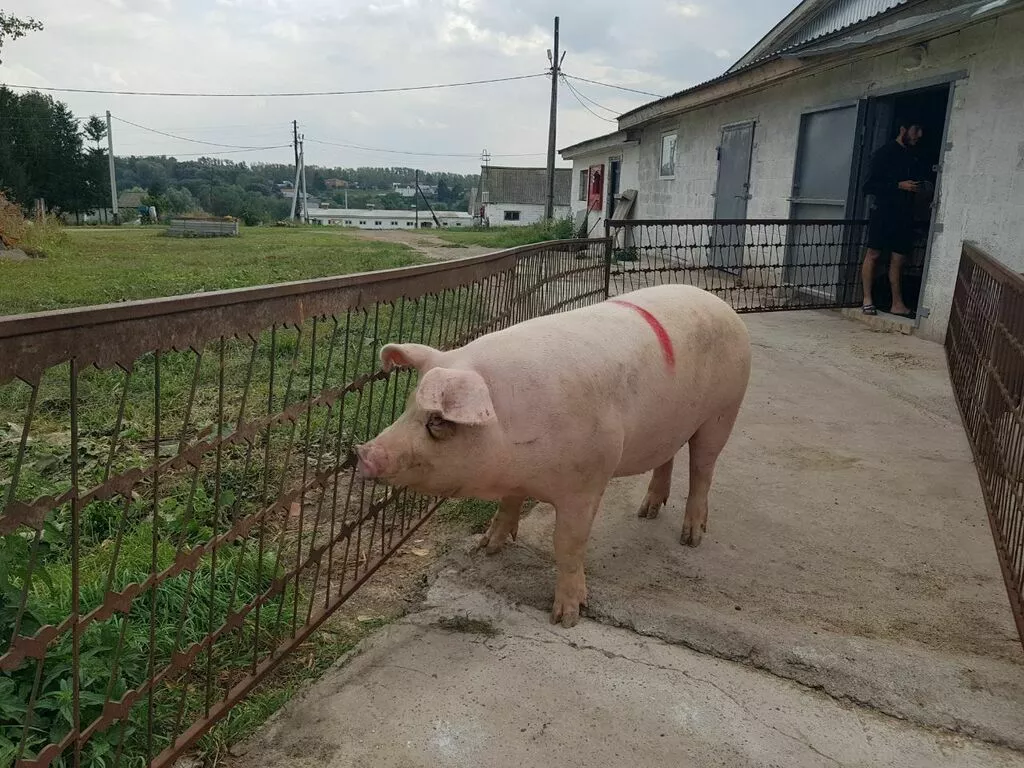 свиноматки, поросята, свиньи с комплекса в Самаре