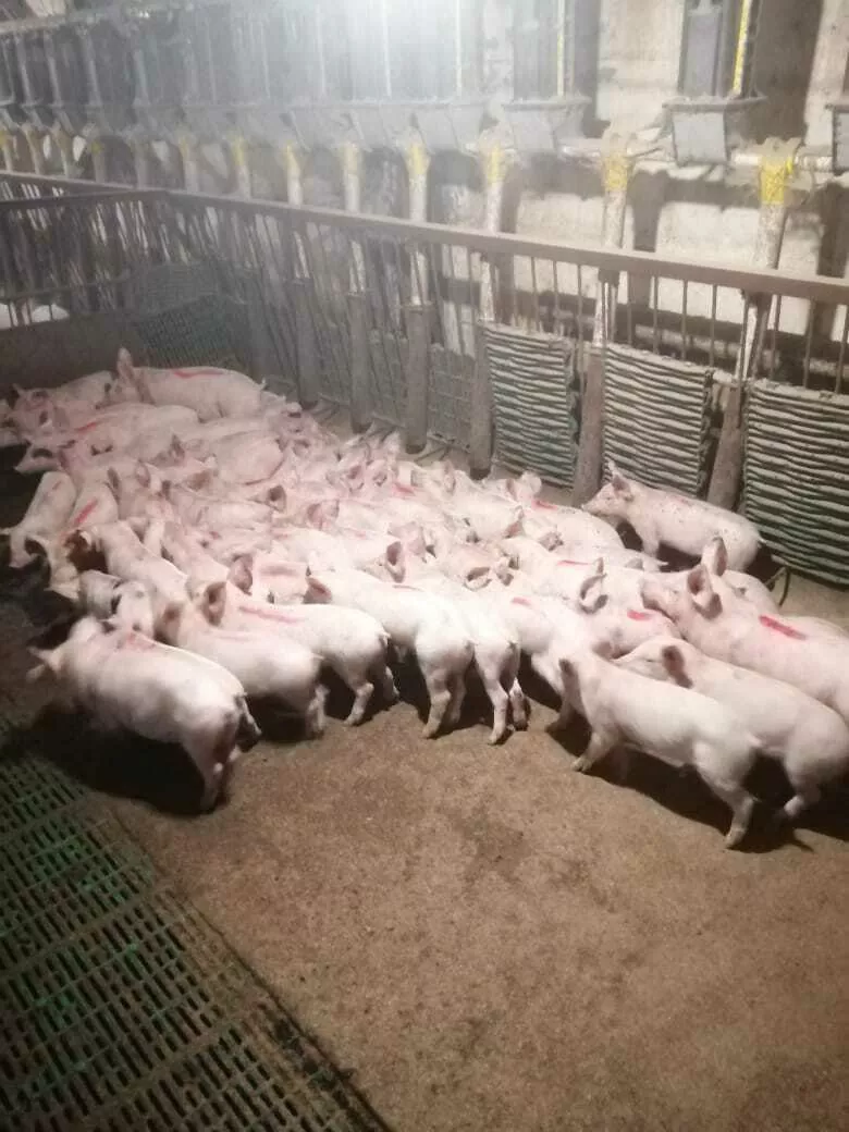 свиньи в самаре в Самаре