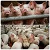 свиноматки, свиньи, поросята 5-280 кг в Кирове и Кировской области 8