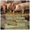 свиноматки, свиньи, поросята 5-280 кг в Кирове и Кировской области 10