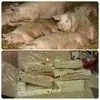 свиноматки, свиньи, поросята 5-280 кг в Кирове и Кировской области 9
