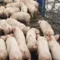 свиноматки, свиньи, поросята 5-280 кг в Кирове и Кировской области 2