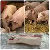 свиноматки, свиньи, поросята 5-280 кг в Кирове и Кировской области 6