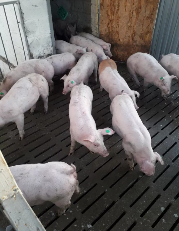 свиноматки, свиньи, поросята 5-280 кг в Кирове и Кировской области 4