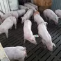 свиноматки, свиньи, поросята 5-280 кг в Кирове и Кировской области 4