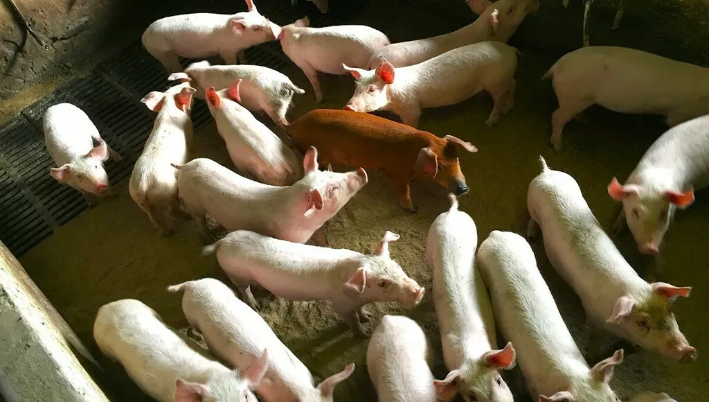 свиноматки, свиньи, поросята 5-280 кг в Кирове и Кировской области 3