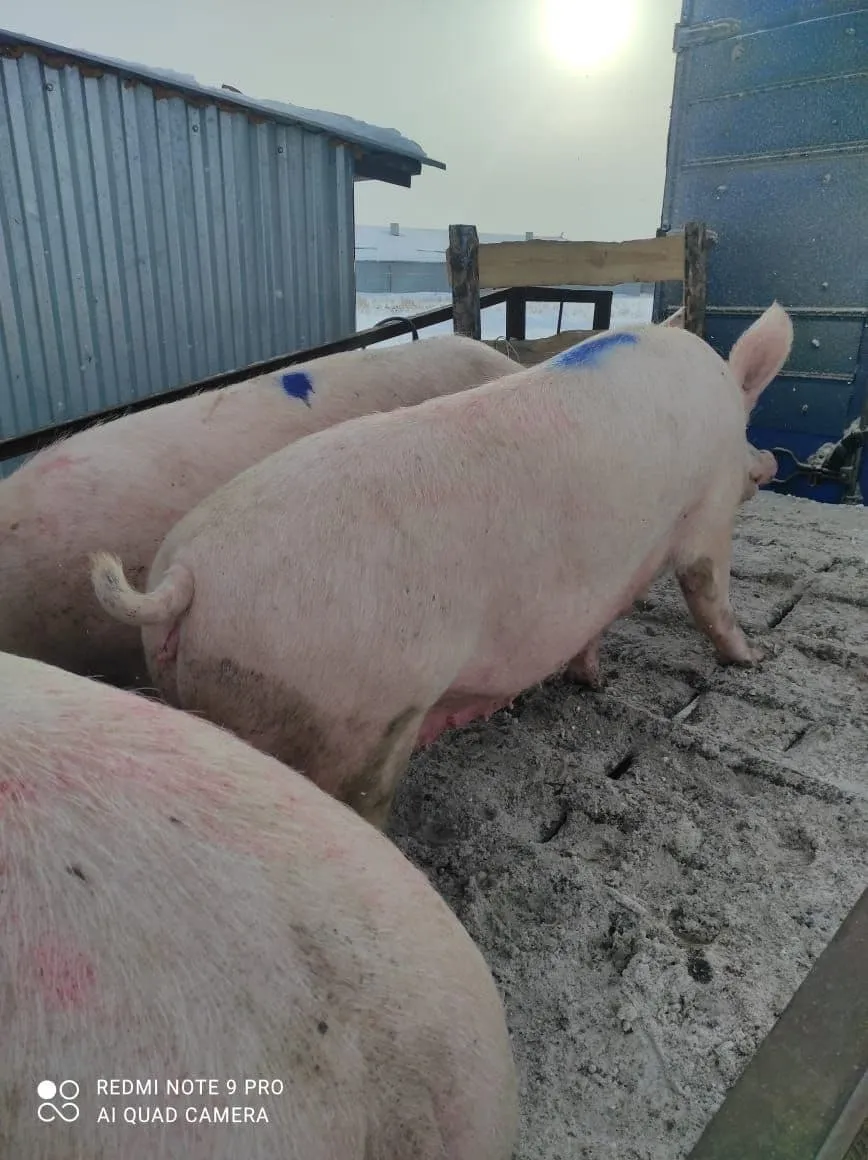 свиньи, Свиноматки, Поросята (оптом) в Самаре