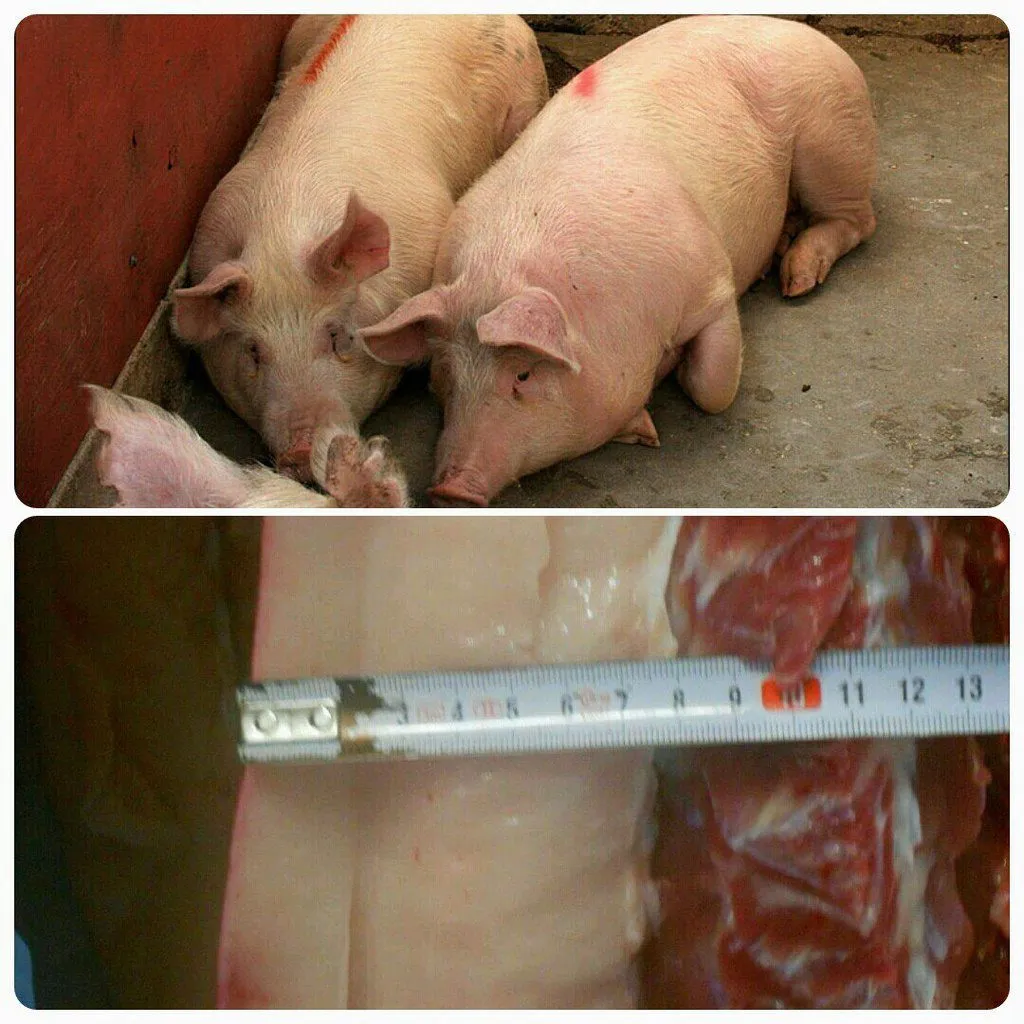 свиньи от 140...кг в Самаре