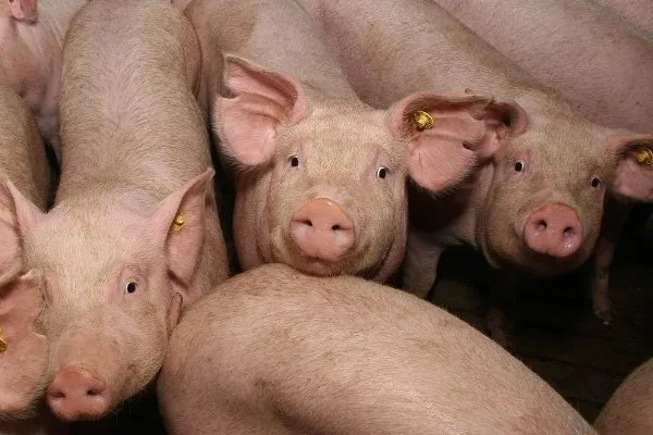 фотография продукта Свиньи от 30-65 кг (оптом)