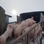 поросята 6-60 кг. Свиньи. Свиноматки  в Самаре