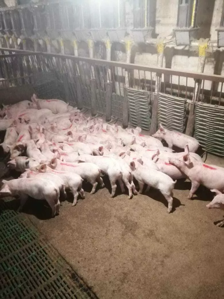 свиней в живом весе 6-300кг в Самаре