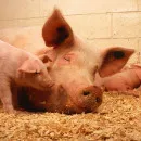 В Самарской области изымают свиней из-за очага АЧС