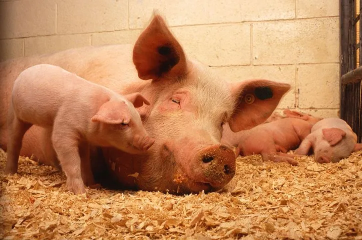 В Самарской области изымают свиней из-за очага АЧС