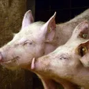 В Самарской области стабилизировались ситуация с распространением африканской чумы свиней ﻿