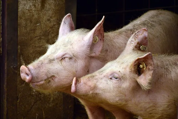 В Самарской области стабилизировались ситуация с распространением африканской чумы свиней ﻿