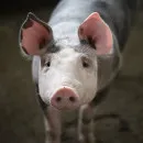 Африканская чума свиней подходит к Ульяновску: очаги выявили в подсобных хозяйствах Самарской области