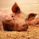 Самарская область выплатит агрохолдингу около 186,5 млн рублей за убой свиней