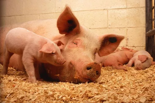 Самарская область выплатит агрохолдингу около 186,5 млн рублей за убой свиней