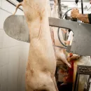 Самарским чиновникам придется оплатить истребление свиней «Северного ключа»