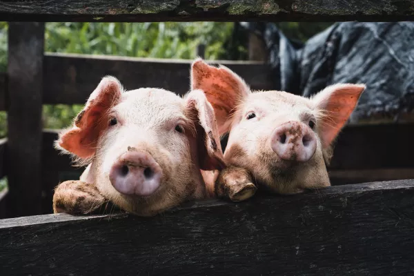 В соседнем с Ульяновской областью регионом обнаружили африканскую чуму свиней