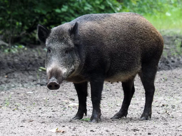 Карантин по африканской чуме свиней введен в двух районах Самарской области