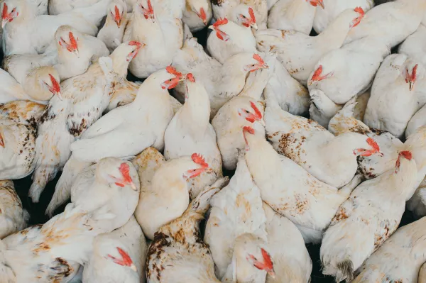 В Самарской области семейная ферма открыла птичник с мясными бройлерами напольного содержания