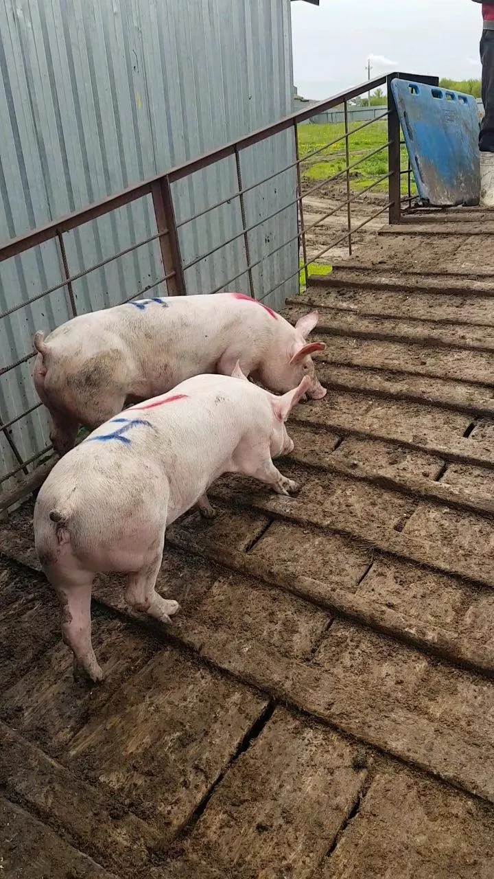 свиноматки, свиньи, поросята (оптом) в Самаре 7