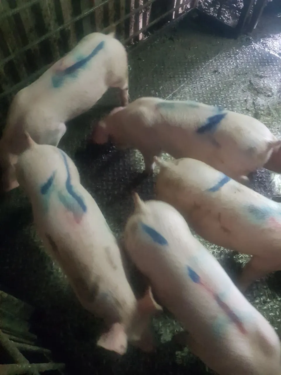 свиноматки, свиньи, поросята (оптом) в Самаре 8