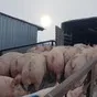 свиноматки, свиньи, поросята (оптом) в Самаре 3