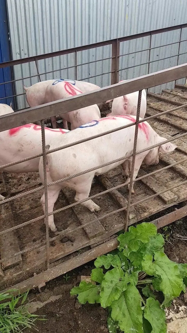 свиноматки, свиньи, поросята (оптом) в Самаре 6