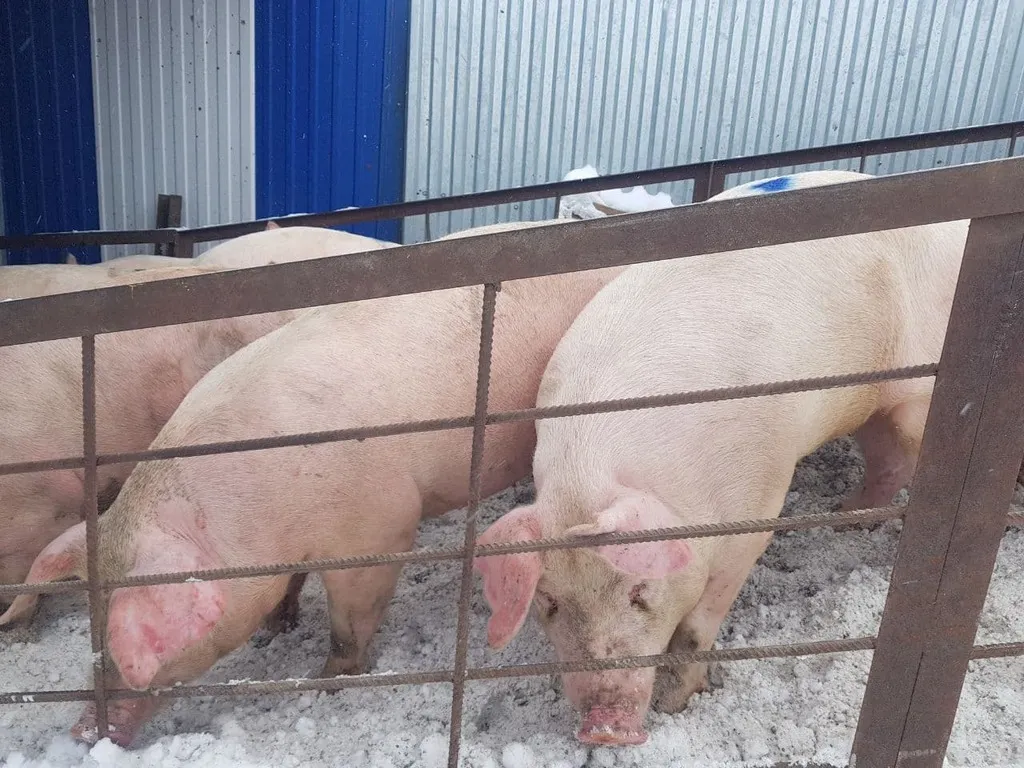 фотография продукта Свиноматки, свиньи, поросята (оптом)