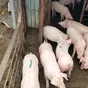 свиноматки, поросята, свиньи  в Самаре 2