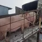 свиноматки, поросята, свиньи  в Самаре 5