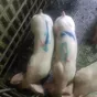 свиноматки, поросята, свиньи  в Самаре 10