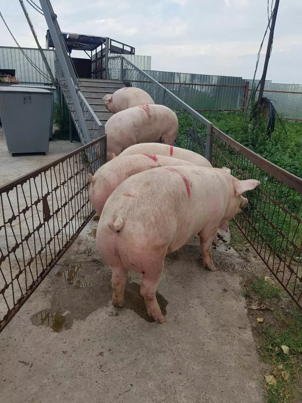 свиноматки, поросята, свиньи  в Самаре 9