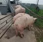свиноматки, поросята, свиньи  в Самаре 9