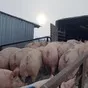 свиноматки, поросята, свиньи  в Самаре 6