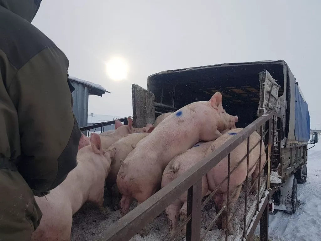 свиноматки, поросята, свиньи  в Самаре 4