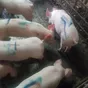 свиноматки, поросята, свиньи  в Самаре 8