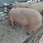 свиноматки, поросята, свиньи  в Самаре 3