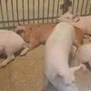 свиньи, поросята, свиноматки 5-300кг в Самаре 10