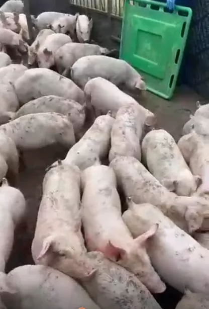 свиньи, поросята, свиноматки 5-300кг в Самаре 5