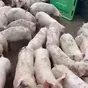 свиньи, поросята, свиноматки 5-300кг в Самаре 5