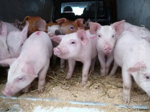 свиньи, поросята, свиноматки 5-300кг в Самаре 9