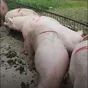свиньи, поросята, свиноматки 5-300кг в Самаре 2