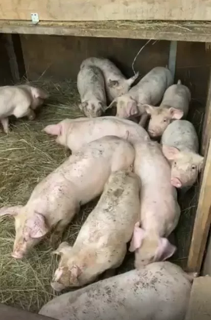свиньи, поросята, свиноматки 5-300кг в Самаре 7