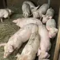 свиньи, поросята, свиноматки 5-300кг в Самаре 7