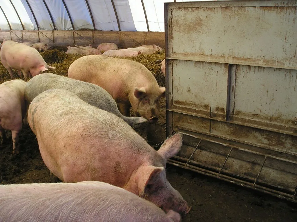 свиньи, поросята, свиноматки 5-300кг в Самаре