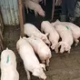 свиньи, поросята, свиноматки 5-300кг в Самаре 6