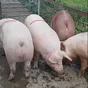 свиньи, поросята, свиноматки 5-300кг в Самаре 3